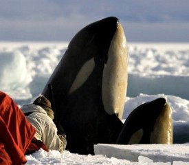 Frozen Planet – Not Your Father’s Wild Kingdom