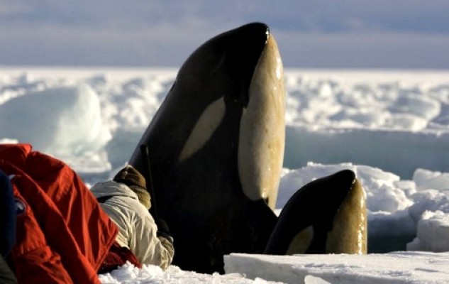 Frozen Planet – Not Your Father’s Wild Kingdom