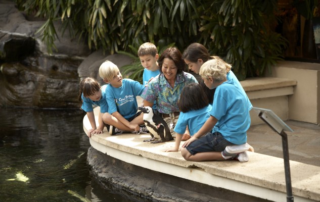A perfect fall family vacation: Camp Penguin at the Hilton Hawaiian Village