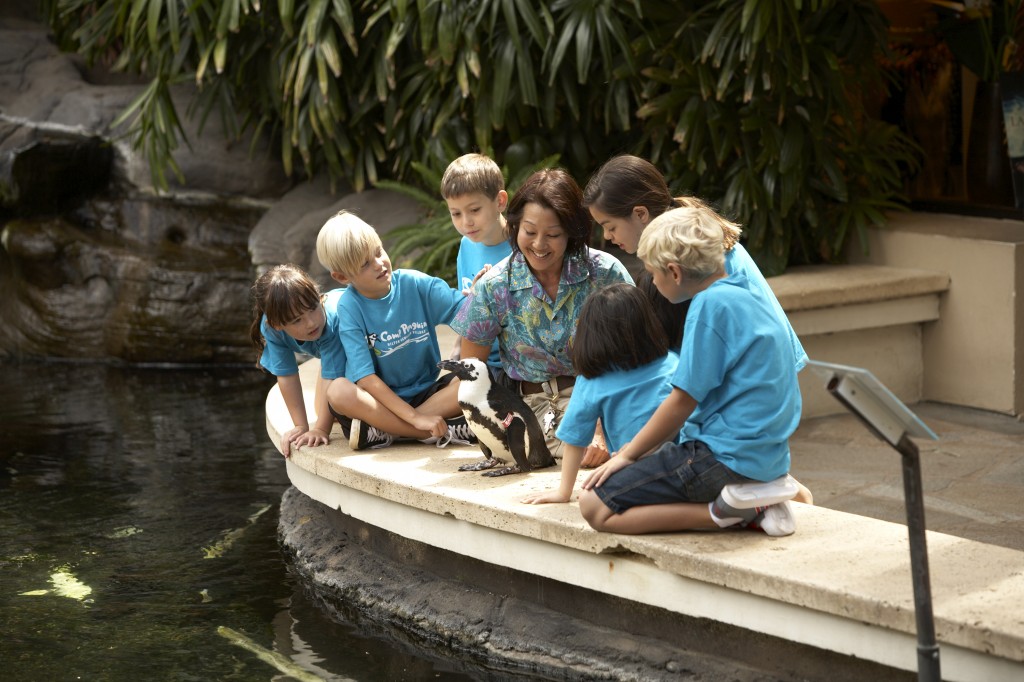 A perfect fall family vacation: Camp Penguin at the Hilton Hawaiian ...