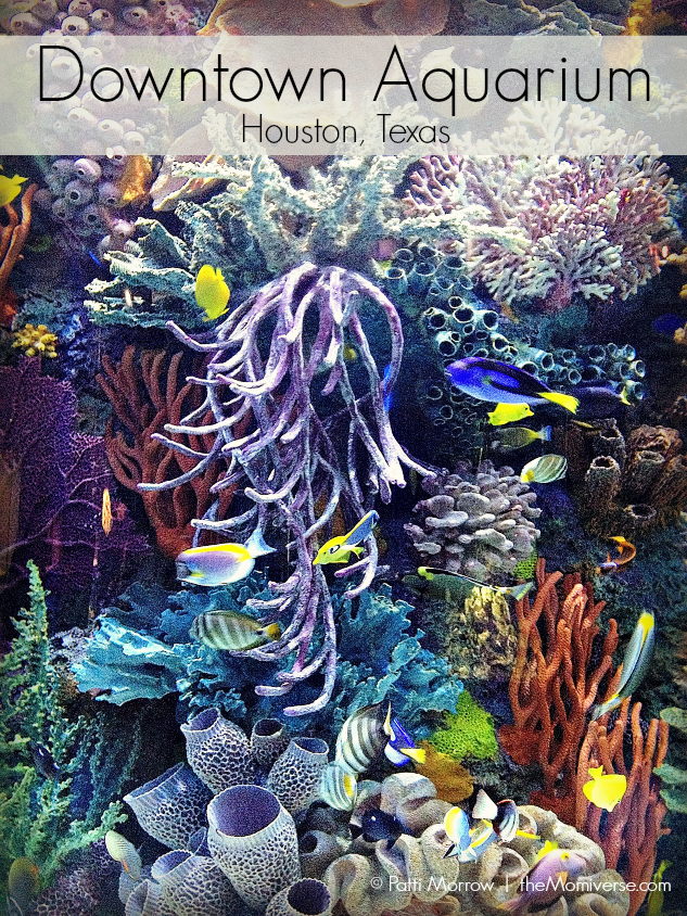 Downtown Aquarium - Houston, Texas | The Momiverse | Article by Patti Morrow 